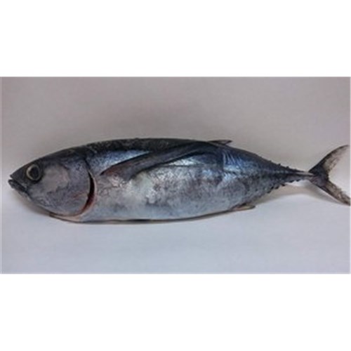 TUNA WHOLE ALBACORE SOUTH COAST NSW R/W