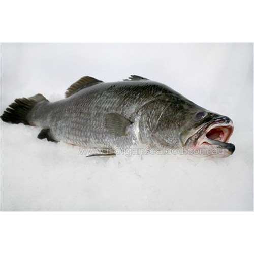 BARRAMUNDI WHOLE 3KG + R/W NT