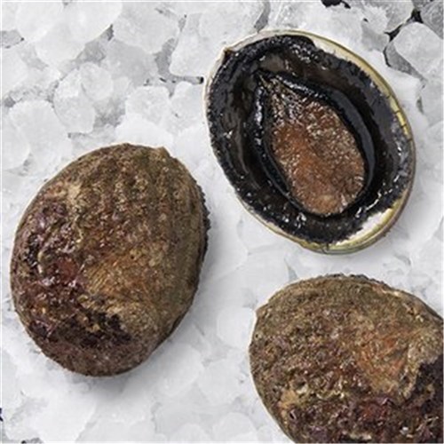 ABALONE LIVE BLACK LIP TASI (PRE ORDER)