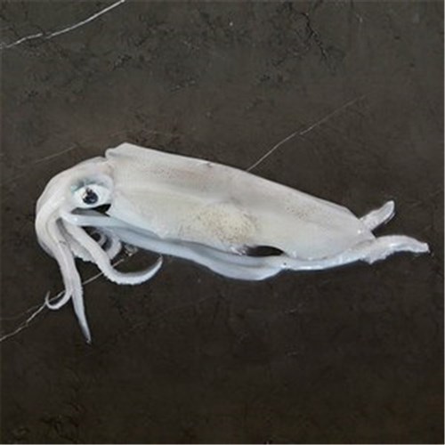 CALAMARI SOUTHERN WHOLE CLEANED S.A (B GRADE) R/W