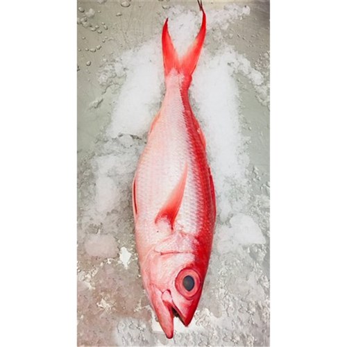 SNAPPER FLAME TAIL WHOLE 3KG + R/W NT