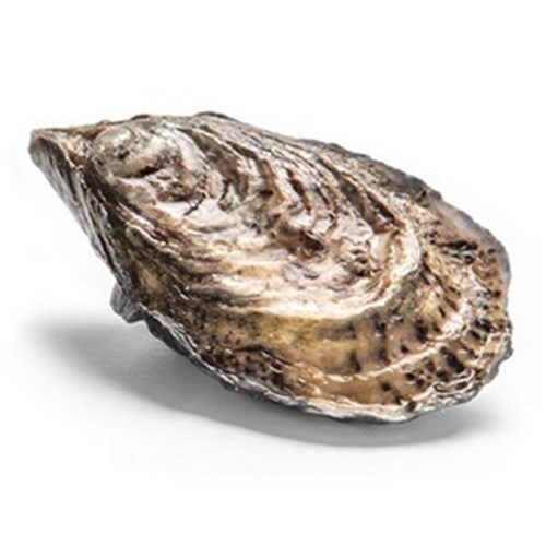 OYSTERS PACIFIC POPPED X/LARGE SA