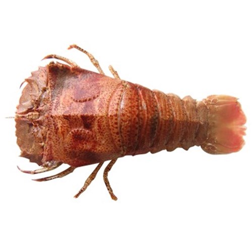 BUGS RAW WHOLE SLIPPER 100-150GM R/W