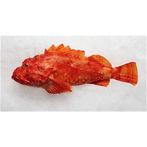 ROCK COD WHOLE 1.5KG + R/W