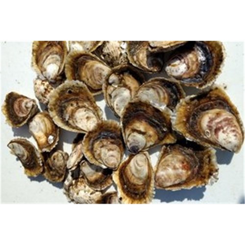 OYSTERS ANGASI LARGE UNOPENED LIVE (PREORDER)