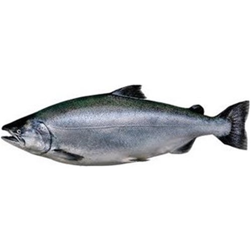 SALMON WHOLE ALPINE KING 3-4KG R/W