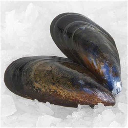 MUSSELS FRESH X/LARGE TAS 1KG