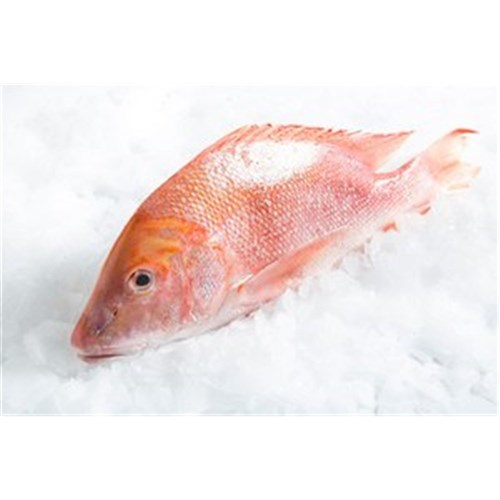 RED EMPEROR WHOLE NORTH QLD 3-4KG R/W