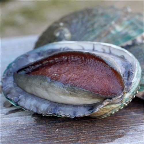 ABALONE CLEANED IN SHELL 60PCS