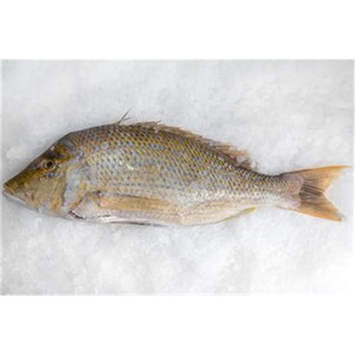 SPANGLED EMPEROR FILLETS S/ON 500GM + R/W