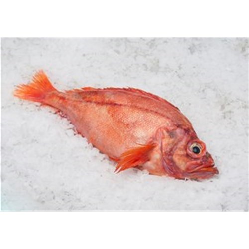 OCEAN PERCH WHOLE 450GM + R/W