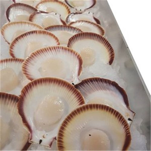 SCALLOPS 1/2 SHELL JAPANESE LARGE SASHIMI GRADE