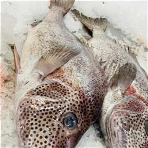 BOAR FISH WHOLE LARGE 2.5KG + R/W SA