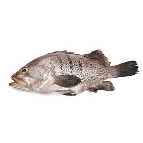 GROUPER WHOLE GIANT ROCKY POINT QLD 800-1KG R/W
