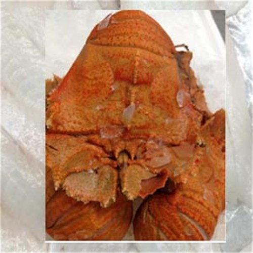 BUGS COOKED X-LARGE 1/2 CUT QLD R/W