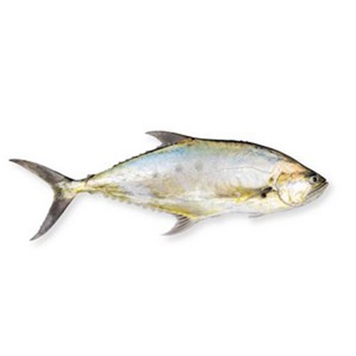 QUEEN FISH WHOLE LARGE 4-5KG R/W (A)