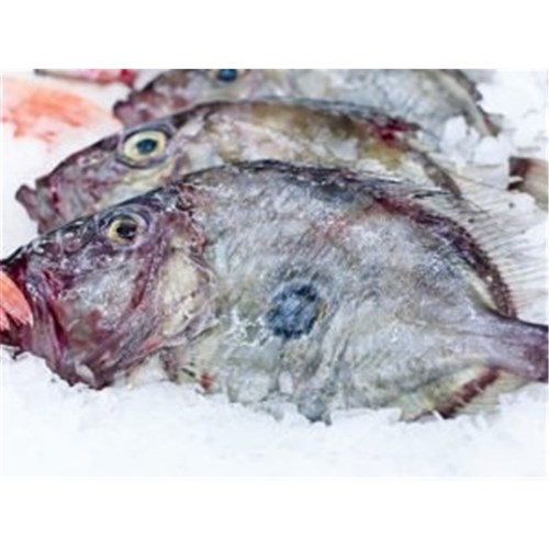 JOHN DORY WHOLE PLATE 500-800GM NZ MED R/W