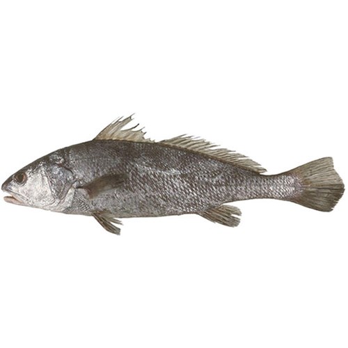 MULLOWAY WHOLE QLD WILD 3-5KG R/W
