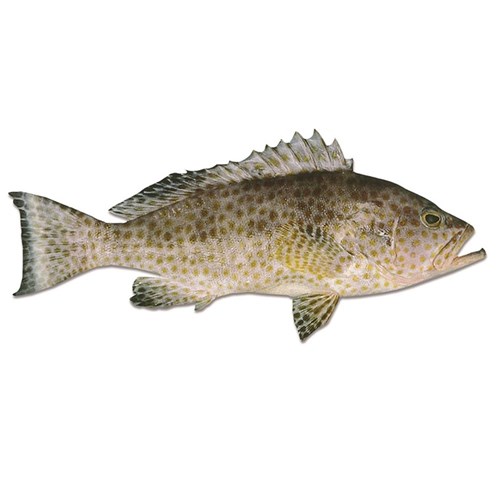 RANKIN COD WHOLE (GULF OF CARPENTATIA) 4KG + R/W