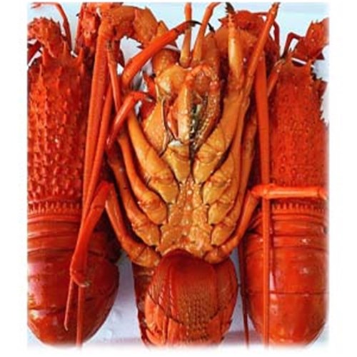 LOBSTER WHOLE COOKED LOCAL 700GM -1KG R/W NSW