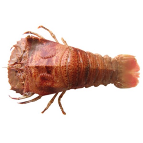 BUGS RAW GREEN X-LARGE 1/2 CUT QLD R/W