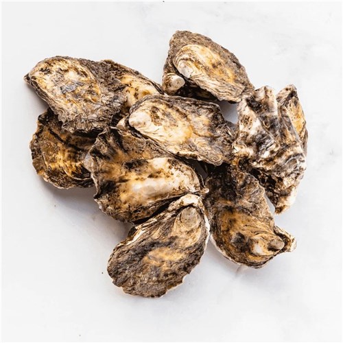 OYSTERS LARGE LIVE PREMIUM (BLUE BOX) 5 DOZ