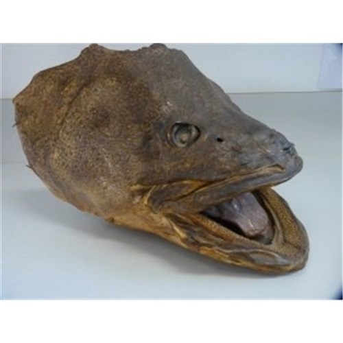 MURRAY COD HEADS R/W
