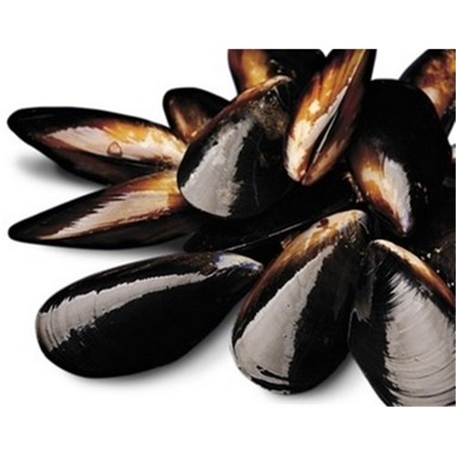 MUSSELS FRESH X/LARGE VIC 1KG