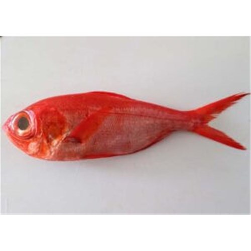 ALFONSINO WHOLE 1KG-1.5KG N.Z LINE CAUGHT SASHIMI 