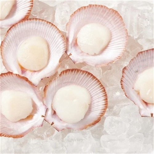 SCALLOPS 1/2 SHELL 20/40 MED SASHIMI GRADE 10 DOZ