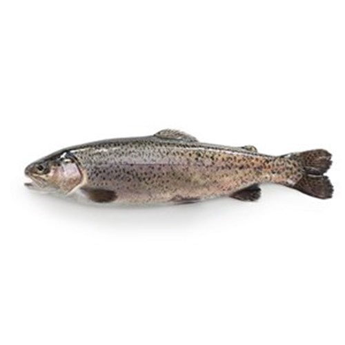 RAINBOW TROUT WHOLE PLATE 400/500GM R/W