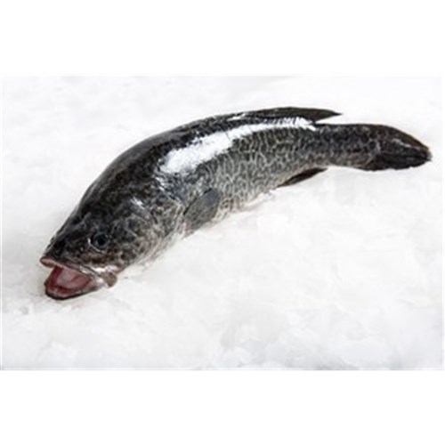 MURRAY COD WHOLE X/LARGE 2.5KG-PLUS