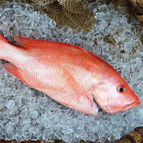 NANNYGAI WHOLE 1-2KG N.Z SASHIMI GRADE LONG-LINE