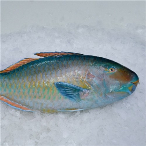 PARROT FISH WHOLE 2KG R/W (I)