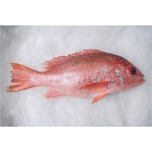 SNAPPER CRIMSON WHOLE LARGE 2.5KG R/W