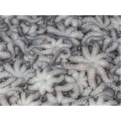 OCTOPUS MEDIUM TASI 200GM + R/W (A)