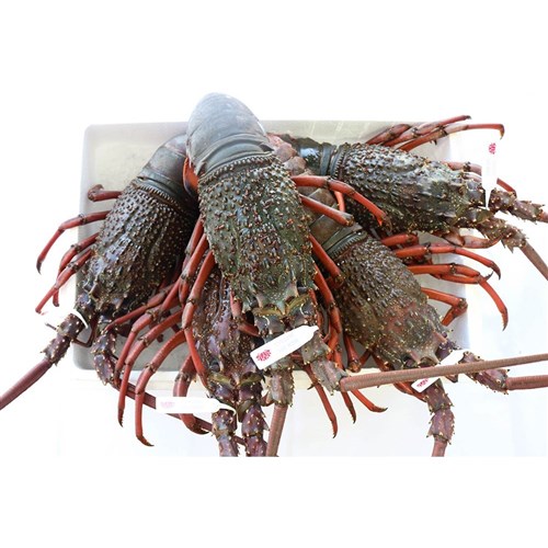 LOBSTER LIVE STH CST NSW 500-600 R/W (PRE ORDER)