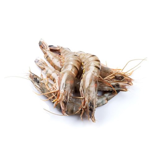PRAWNS TIGER WHOLE RAW U8 R/W
