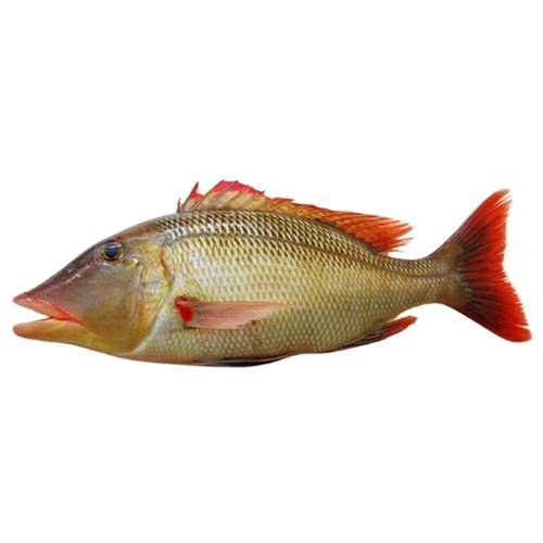 SNAPPER SWEETLIP WHOLE 1.2-2KG R/W QLD