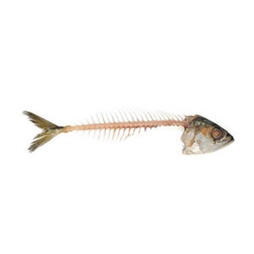 WHITE FISH BONES R/W