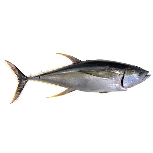 TUNA SASHIMI (WHOLE LOIN) SOUTH COAST NSW R/W