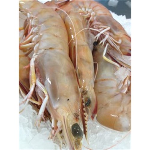 PRAWNS WHOLE GREEN YAMBA U4 XL 5KG (A)