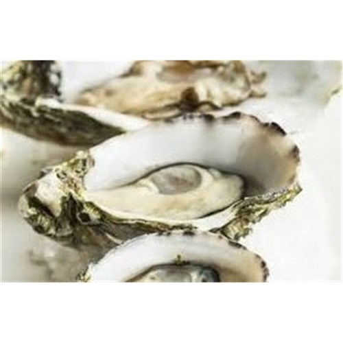 OYSTERS PACIFIC OPEN LARGE 5DOZ (A)