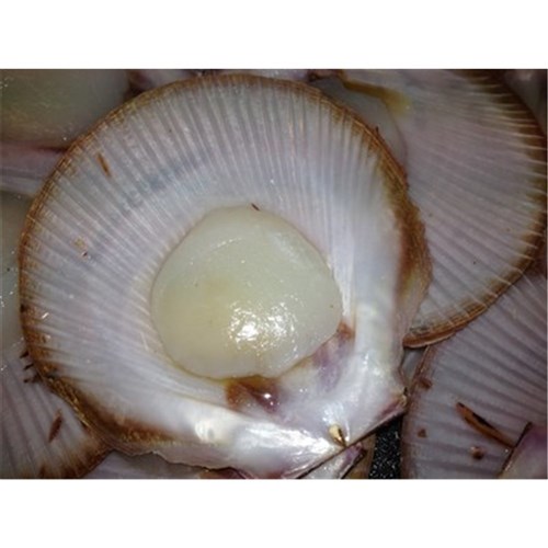 SCALLOPS 1/2 SHELL MED ROE OFF 10DOZ (A)